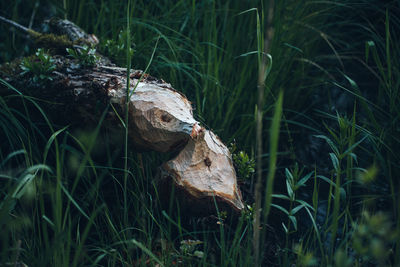 Close-up of tree felled by beaver