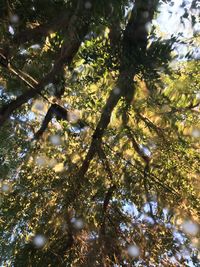 Low angle view of trees in forest