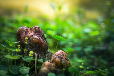 Close-up of crab on plant