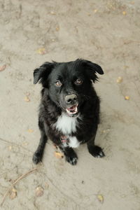 High angle portrait of black dog sitting on footpath