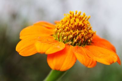 Close-up of orange marigold blooming outdoors