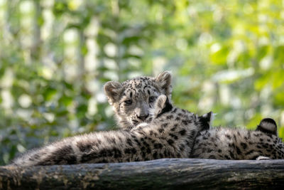 Portrait of cat relaxing in forest