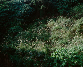 Trees in forest