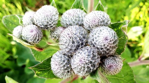 Close-up of flowering plant