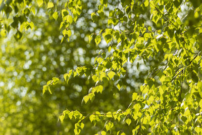 Low angle view of leaves on tree during sunny day