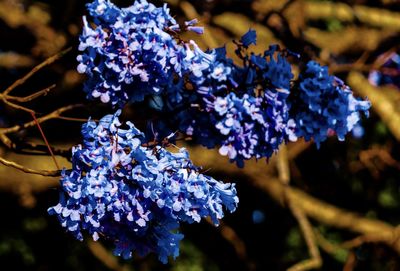 Close-up of purple flowering plants