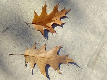 High angle view of maple leaves on wall