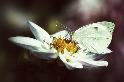 Close-up of butterfly pollinating on flower