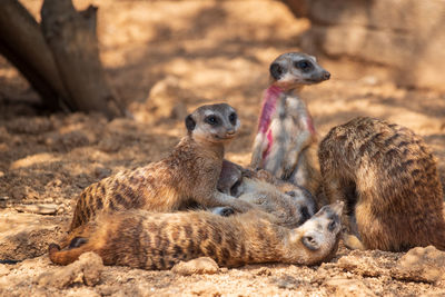 Meerkat relaxing on field