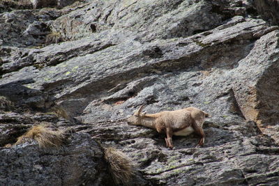 Low angle view of alpine ibex on rock formation