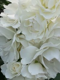 Close-up of white flowering plant