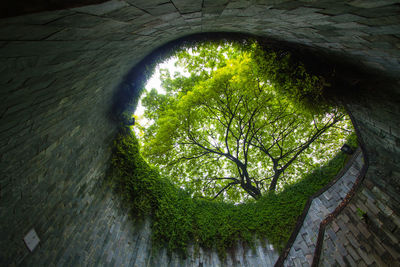 Low angle view of trees against wall