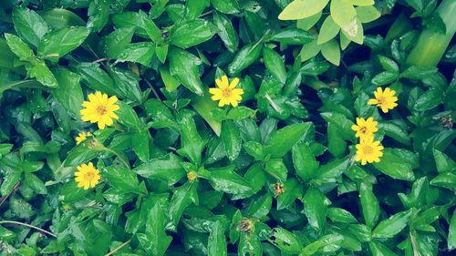 Close-up of plants