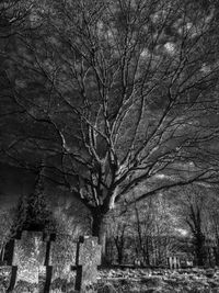 Trees in the dark