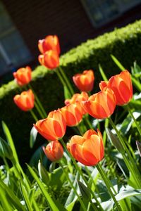 Close-up of orange tulips