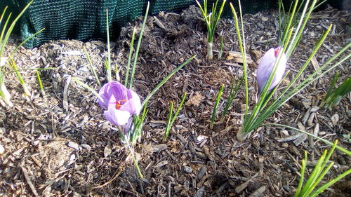 High angle view of crocus blooming on field
