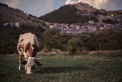 View of a cow on field