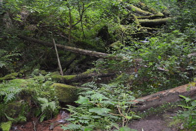 Plants and trees in forest