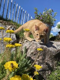 View of cat on plant