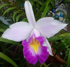 Close-up of iris blooming outdoors