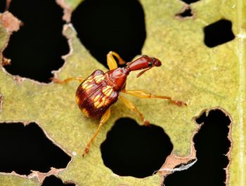 Close-up of insect on leaf