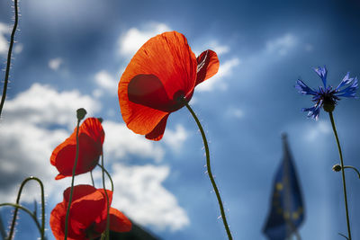 Low angle view of red flowering plant against sky