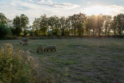 Sheep graze in a pasture.  seen in elsebruch, a lowland area near bünde in east westphalia.