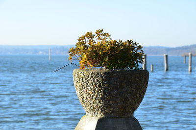 Close-up of tree by sea against clear sky