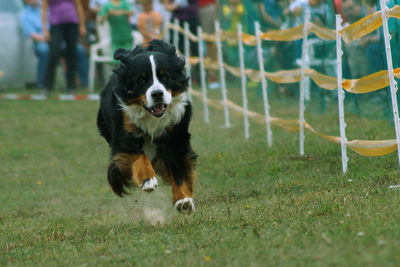 Close-up of dog on field