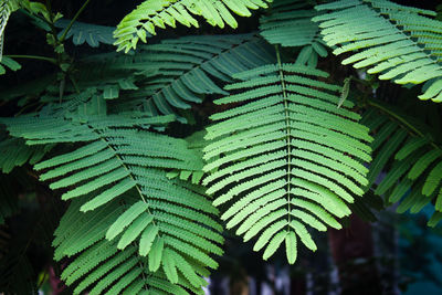 Close-up of leaves