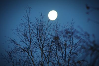 Low angle view of bare tree against moon