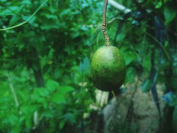 Close-up of fruits hanging on tree