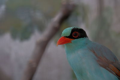 Close-up of bird perching