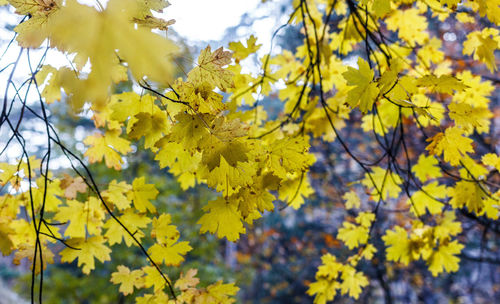 Close-up of yellow flowering plant during autumn