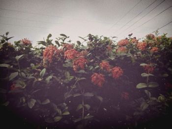 Plant growing on a tree