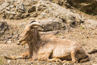 Side view of an animal on rock