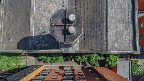 Plants growing by building in city