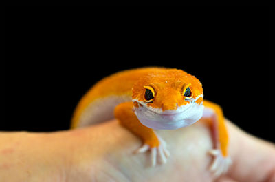 Close-up of a hand holding lizard