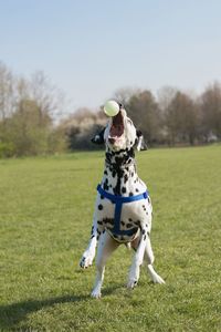 Dog on field against sky