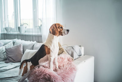 Dog looking away while sitting on bed at home