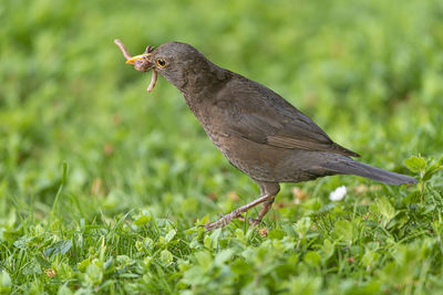 Close-up of a bird eating grass