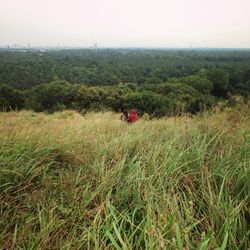 Scenic view of grassy field against sky