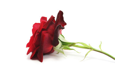 Close-up of red rose over white background