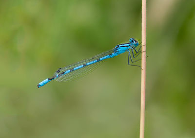 Close-up of dragonfly