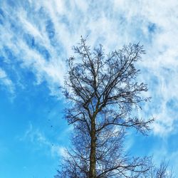 Low angle view of tree against sky