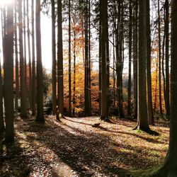 Trees in forest