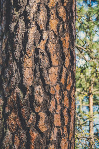 Close-up of tree trunk in forest