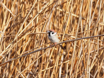 Close-up of bird perching on a land