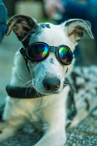 Close-up portrait of a dog