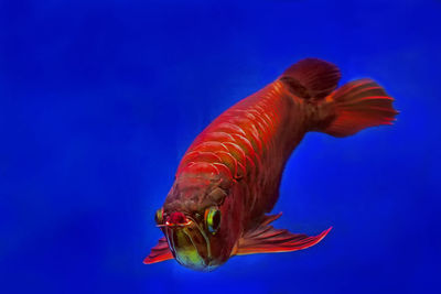 Close-up of fish swimming in aquarium